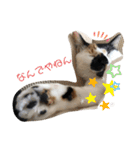 三毛猫はなちゃん（個別スタンプ：31）