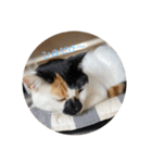 三毛猫はなちゃん（個別スタンプ：32）