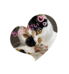 三毛猫はなちゃん（個別スタンプ：33）