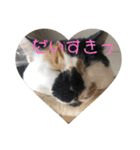 三毛猫はなちゃん（個別スタンプ：34）