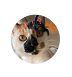 三毛猫はなちゃん（個別スタンプ：36）