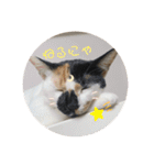 三毛猫はなちゃん（個別スタンプ：37）