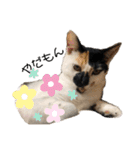 三毛猫はなちゃん（個別スタンプ：40）
