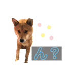 こげまるスタンプ②（個別スタンプ：5）