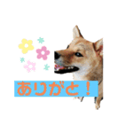 こげまるスタンプ②（個別スタンプ：11）