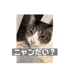 こげまるスタンプ②（個別スタンプ：20）