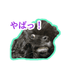 アメコカのリブ（個別スタンプ：13）