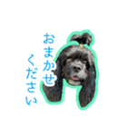 アメコカのリブ（個別スタンプ：20）