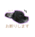 アメコカのリブ（個別スタンプ：21）