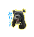 アメコカのリブ（個別スタンプ：22）