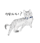 黒ねこさんとトラねこさん（個別スタンプ：2）