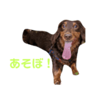 犬と飼い主1（個別スタンプ：5）