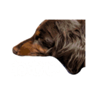 犬と飼い主1（個別スタンプ：6）