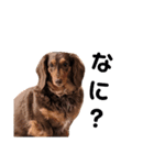 犬と飼い主1（個別スタンプ：7）