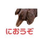 犬と飼い主1（個別スタンプ：8）