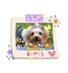 たれ耳ヨーキーの毎日*（個別スタンプ：11）