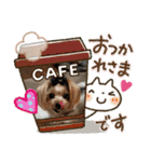 たれ耳ヨーキーの毎日*（個別スタンプ：14）