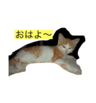 チャコちゃんです。（個別スタンプ：1）