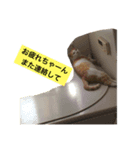 チャコちゃんです。（個別スタンプ：3）