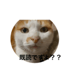 チャコちゃんです。（個別スタンプ：7）