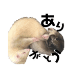 ずんきなのフェレットスタンプ（個別スタンプ：3）