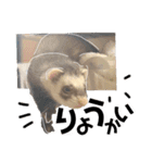 ずんきなのフェレットスタンプ（個別スタンプ：6）