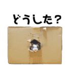 ずんきなのフェレットスタンプ（個別スタンプ：12）