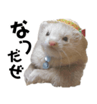 ずんきなのフェレットスタンプ（個別スタンプ：16）