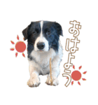 BORDER COLLIE KENNY スタンプ（個別スタンプ：1）