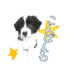 BORDER COLLIE KENNY スタンプ（個別スタンプ：3）