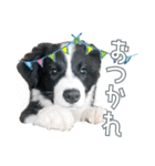 BORDER COLLIE KENNY スタンプ（個別スタンプ：4）