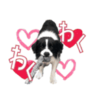 BORDER COLLIE KENNY スタンプ（個別スタンプ：5）