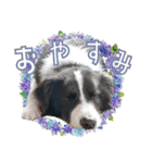 BORDER COLLIE KENNY スタンプ（個別スタンプ：6）