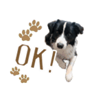 BORDER COLLIE KENNY スタンプ（個別スタンプ：7）
