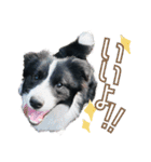 BORDER COLLIE KENNY スタンプ（個別スタンプ：8）
