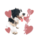 BORDER COLLIE KENNY スタンプ（個別スタンプ：9）