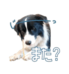 BORDER COLLIE KENNY スタンプ（個別スタンプ：10）