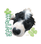 BORDER COLLIE KENNY スタンプ（個別スタンプ：11）