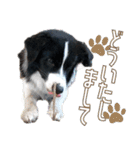 BORDER COLLIE KENNY スタンプ（個別スタンプ：12）