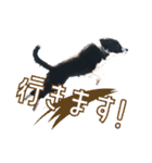 BORDER COLLIE KENNY スタンプ（個別スタンプ：13）