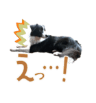 BORDER COLLIE KENNY スタンプ（個別スタンプ：14）
