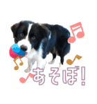 BORDER COLLIE KENNY スタンプ（個別スタンプ：15）