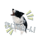 BORDER COLLIE KENNY スタンプ（個別スタンプ：16）