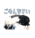 BORDER COLLIE KENNY スタンプ（個別スタンプ：17）
