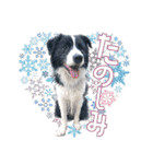 BORDER COLLIE KENNY スタンプ（個別スタンプ：19）