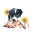 BORDER COLLIE KENNY スタンプ（個別スタンプ：20）