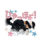 BORDER COLLIE KENNY スタンプ（個別スタンプ：21）