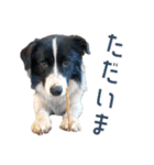 BORDER COLLIE KENNY スタンプ（個別スタンプ：22）
