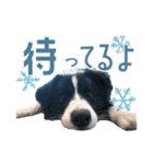 BORDER COLLIE KENNY スタンプ（個別スタンプ：23）