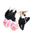 BORDER COLLIE KENNY スタンプ（個別スタンプ：24）